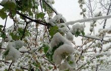 خودنمایی برف، در پنجاهمین روز بهار/ بازگشت زمستان به مرند